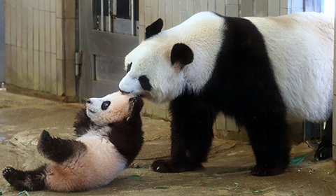 5月13日，日本東京都知事小池百合子在記者會上稱，向中國歸還人氣大熊貓“香香”的日期將延至2022年12月13日。
