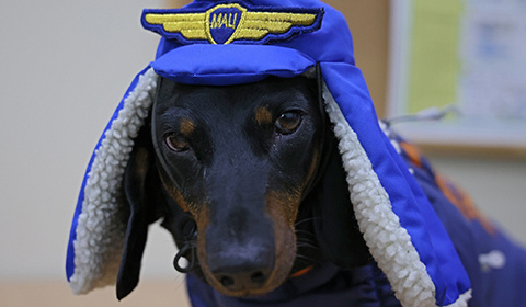 当地时间2022年3月28日，俄罗斯莫斯科，航空中心的救援人员怀抱一只腊肠狗Marusya。