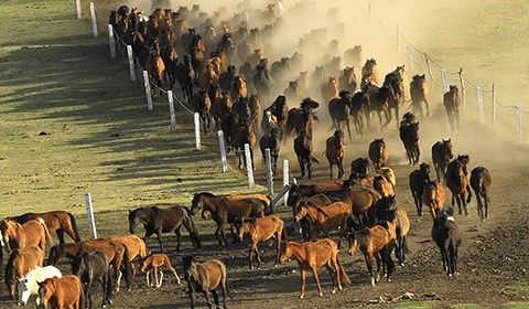 5月19日，一位牧馬人趕著馬群從山丹馬場草原而來，呈現出“萬馬奔騰”的壯觀場面。
