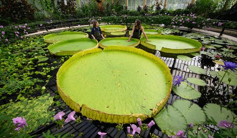 近日，英國倫敦皇家植物園內，新發現的巨型睡蓮新品種“玻利維亞王蓮”被展出。據報道，這種巨型睡蓮的葉面寬度可達3.2米，是世界上最大的睡蓮。
