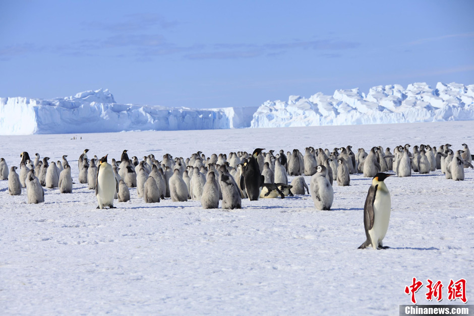 中国南极考察队拜访澳大利亚戴维斯考察站