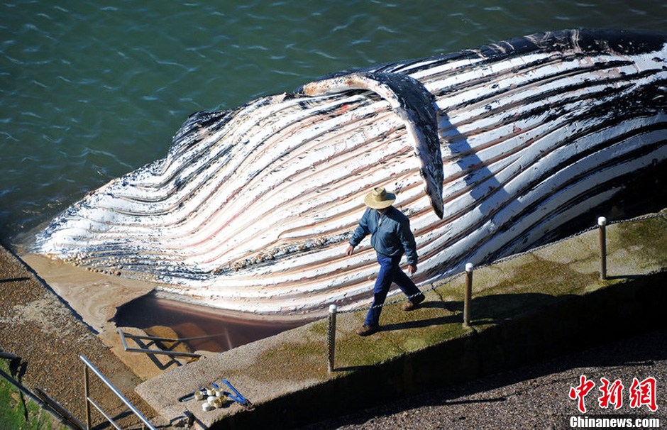 英国一头20米长雌性长须鲸海岸搁浅而亡