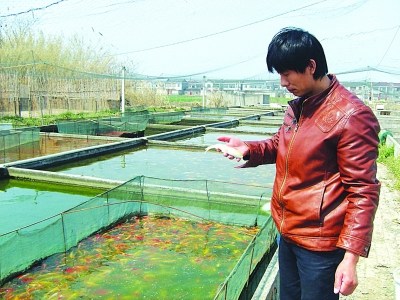 扬州养殖基地鱼塘换水 锦鲤死3000斤损失20多