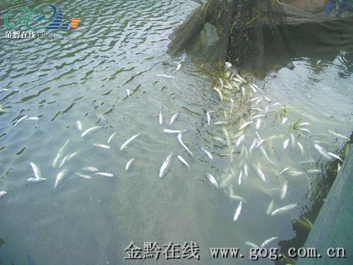 贵州乌江河段现大面积死鱼 有关部门已介入(图