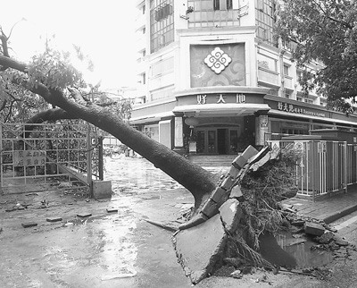 深圳香港遇台风树木损坏数量相差悬殊引质疑