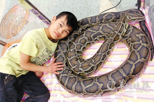 少年与巨蟒共处一箱 称蛇如妈妈一样慈祥(图)