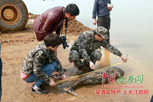 鄱阳湖现死亡江豚 死因不明 系今年被发现第三头