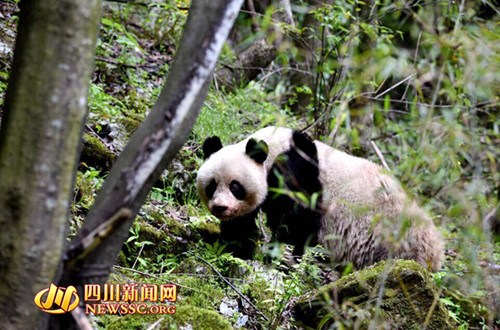四川一自然保护区发现野生大熊猫 距人仅几米远(图)