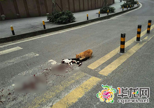 公猫被撞死母猫车流中轻吻守护久久不忍离（图）