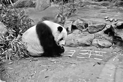 大熊猫的年夜饭吃什么？饲养队班长：竹笋+胡萝卜
