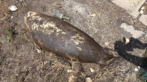 辽宁一海滩半月内现两头斑海豹尸体专家：无法确定死因