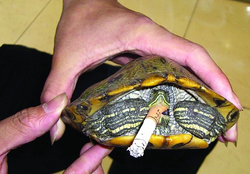 宠物巴西龟染上烟瘾 一天能抽三四根(图)