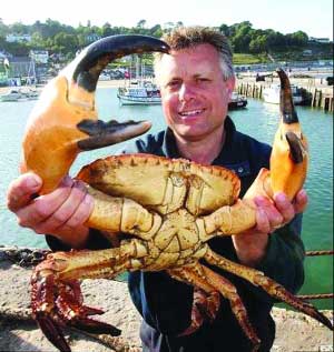 50岁螃蟹重7.7公斤 钳子大如人手壳宽30厘米