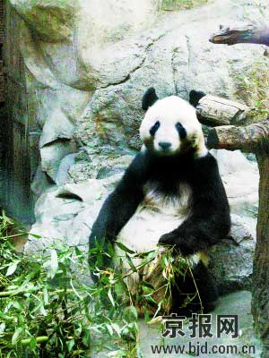 心理辅导后心情不错 北京 咬人熊猫 出门见客