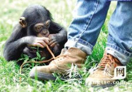 几内亚黑猩猩南京 接客 小姑娘 看会解鞋带