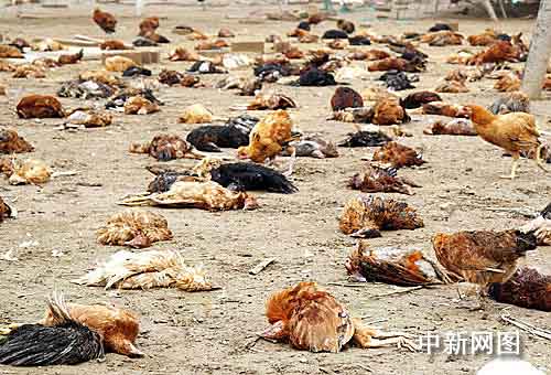 江苏滨海两万只鸡死亡 专家认为非禽流感(图)