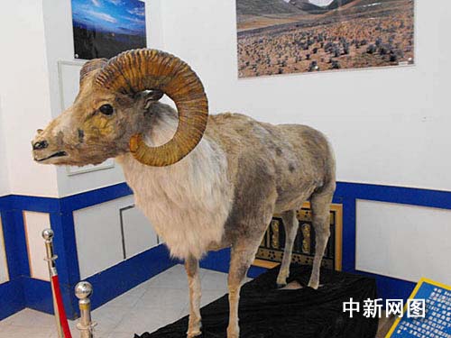 甘肃阿克塞县盘羊头标本称雄世界