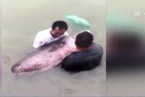 徐州云龙湖钓出184斤大鱼 身长1.7米