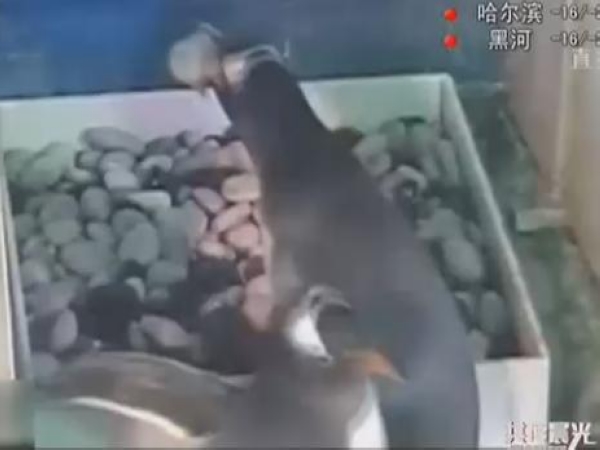 手机拍照拍下外星人图片