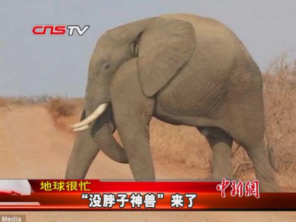 没脖子神兽图片