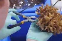 澳大利亚“超级珊瑚”移植