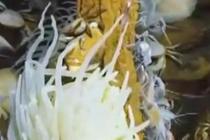 “深海勇士”号首次公布海底两千米生物视频