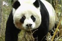大熊猫母子出游 调皮宝宝玩坏相机
