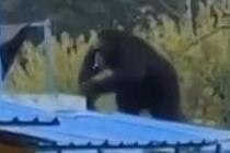 动物园黑猩猩“越狱”