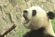 北京动物园大熊猫被投石 园方呼吁文明游览