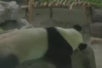 双胞胎大熊猫同步“假孕”