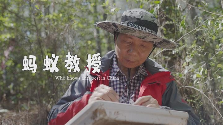 教授專注研究螞蟻30多年  欲編中國首部螞蟻百科全書