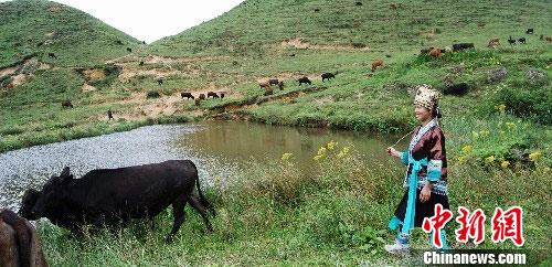 广西少数民族大山里养牛致富