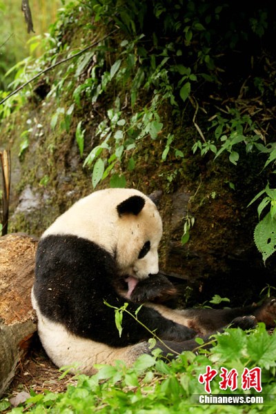 卧龙大熊猫锦竹在半野化环境成功产仔 (4)
