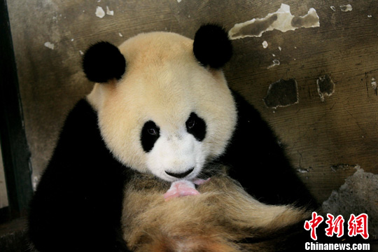 北京奥运会吉祥物原型大熊猫毛毛顺利产仔