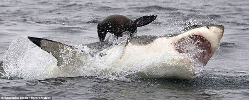 摄影师捕捉到大白鲨跃出水面捕食海豹瞬间(5)