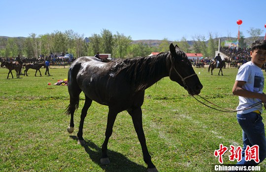 新疆阿勒泰赛马比赛感受速度与激情(4)