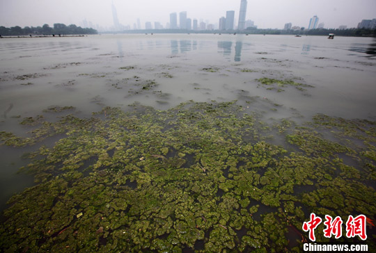南京玄武湖蓝藻大面积生长