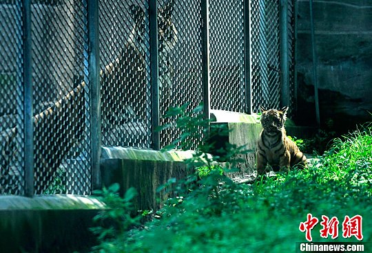 重庆动物园30年来首次自然哺育华南虎幼崽正