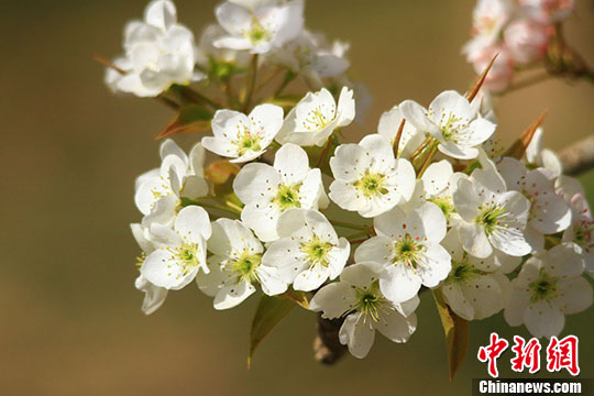 甘肃河西走廊四月千亩梨花盛开如雪