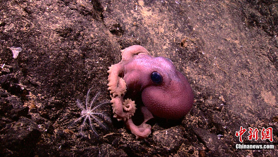 水下机器人勘测海底火山发现新物种