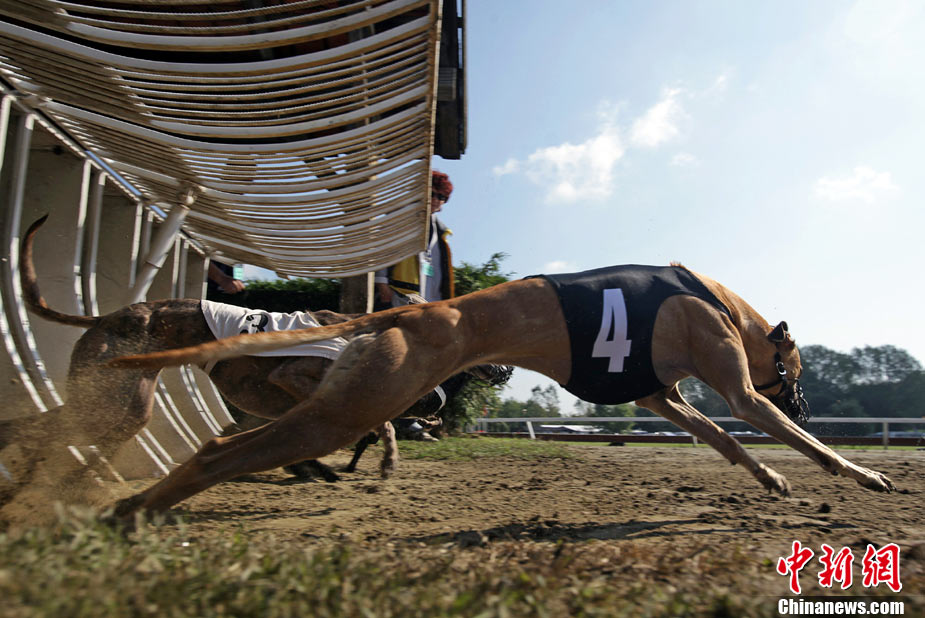 世界赛狗锦标赛 众猎犬跑道竞速