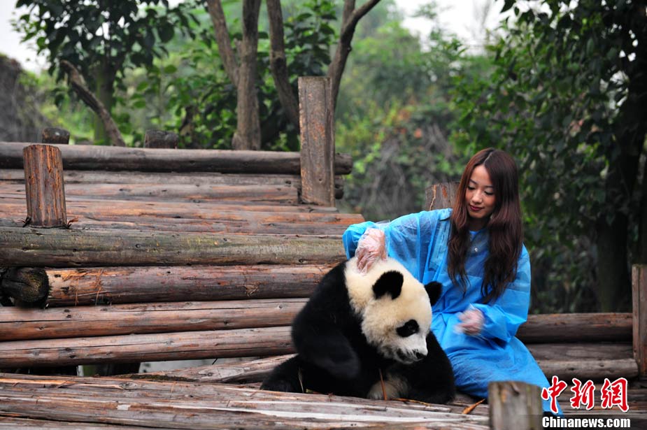台湾美女熊猫守护使的守护之旅