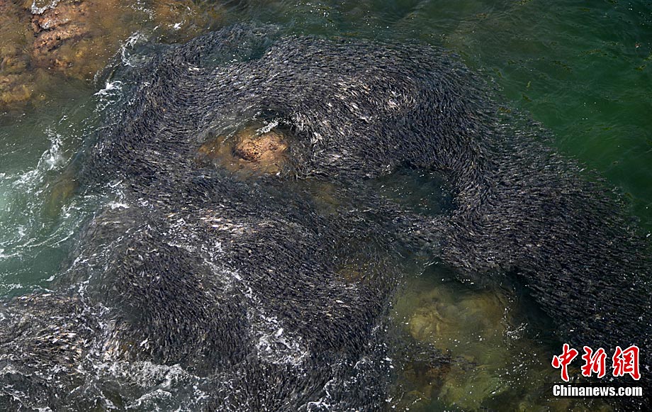 高清图集：奇观！墨西哥现巨型鱼群 或因日本地震导致