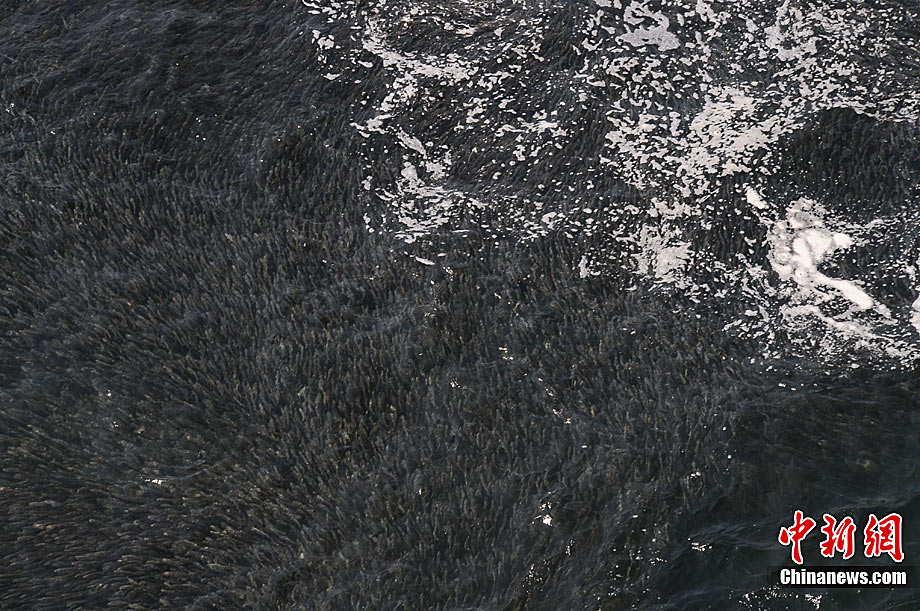 高清图集：奇观！墨西哥现巨型鱼群 或因日本地震导致