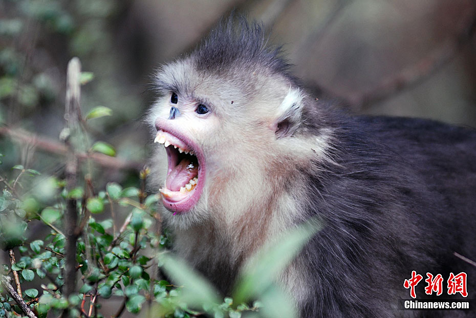 国宝滇金丝猴数量逐年增多