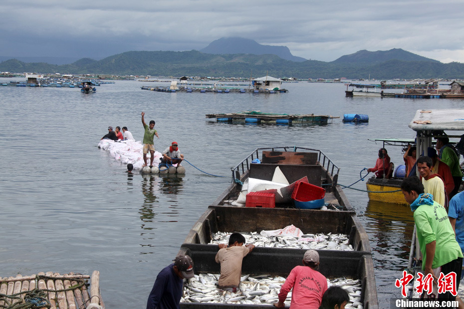 探访菲律宾塔尔火山湖死鱼事件重灾区