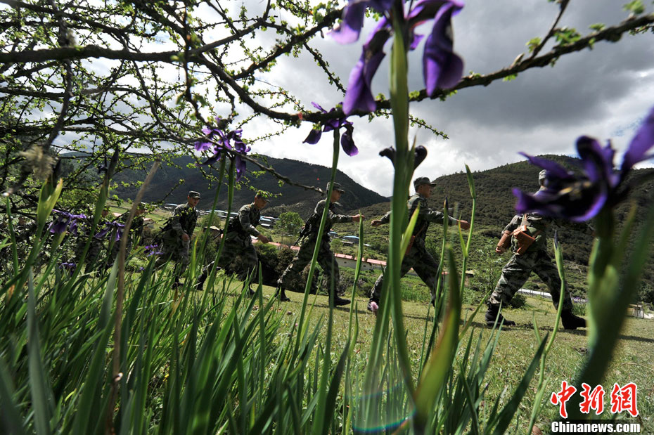 西藏边防兵紫罗兰巡逻行--紫色兰盛开的地方