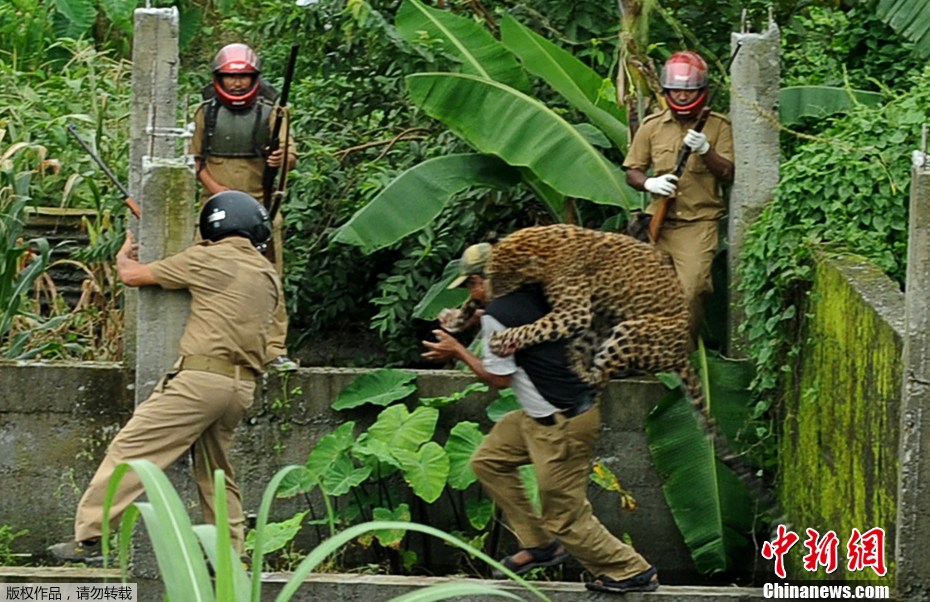 高清：印度一美洲豹误闯村庄 六人遭袭(多图)