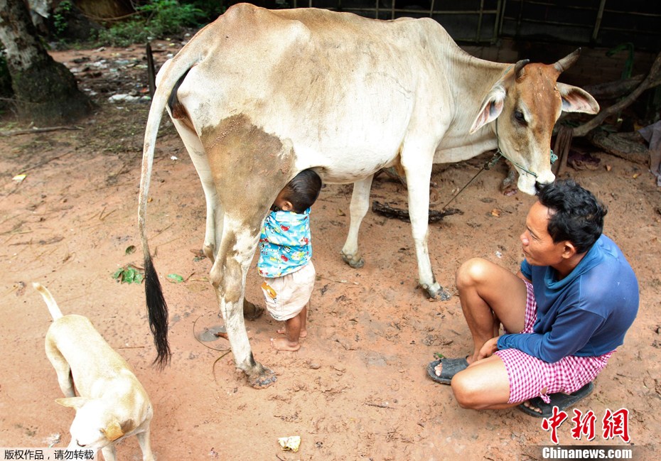 柬埔寨幼童啜母牛乳头饮鲜奶 认母牛作奶妈