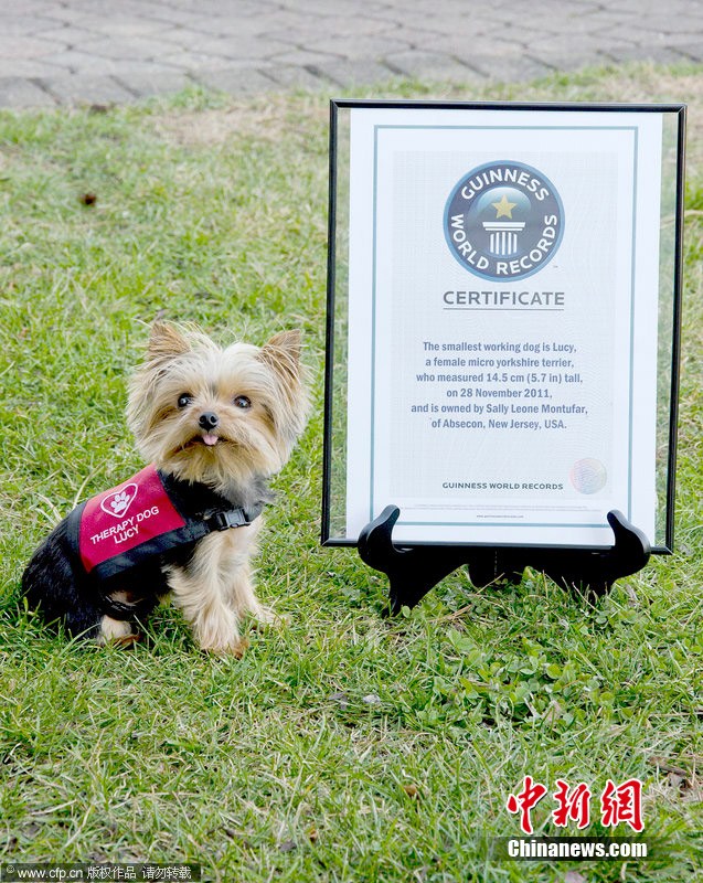 小个头大智慧世界最小工作犬获吉尼斯称号 中新网